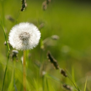 Dandelion Root Tiana Harilela Dandelion Root Tiana Harilela