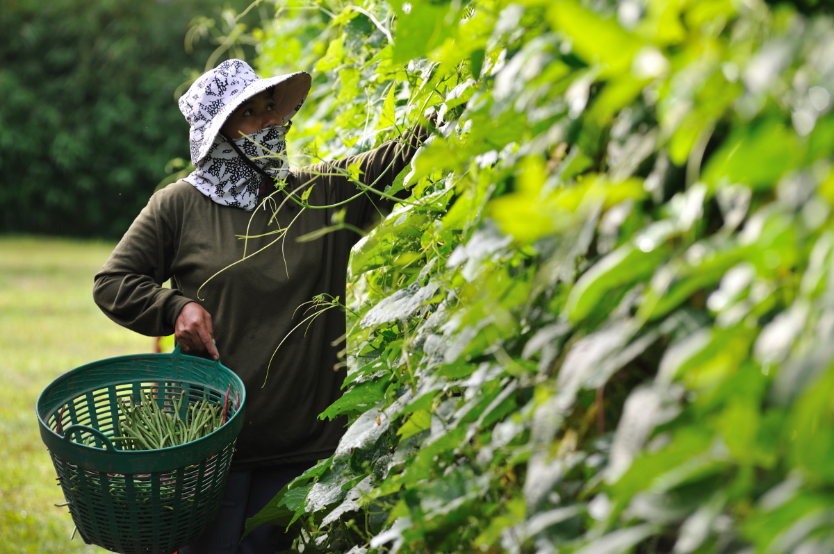 Organic Farm VI.jpg