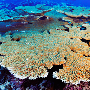 La Mer Oceans Photography Competition La Mer Oceans Photography Competition