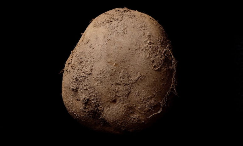 Potato-#345-(2010)[1].jpg