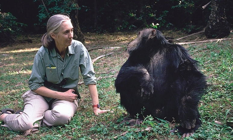 Jane-And-Gorilla.jpg