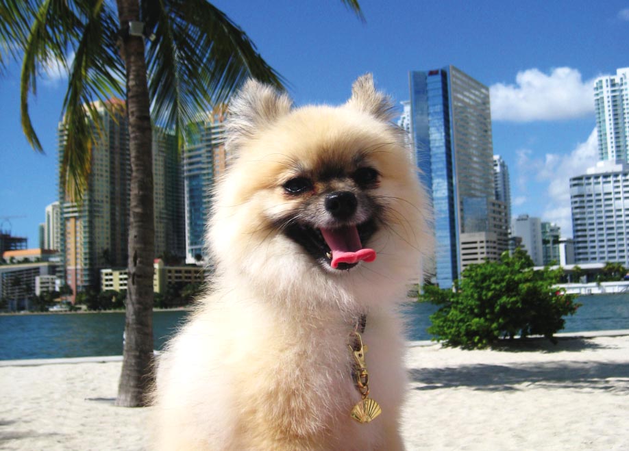 FiveStar Pet Hotels Tatler Asia