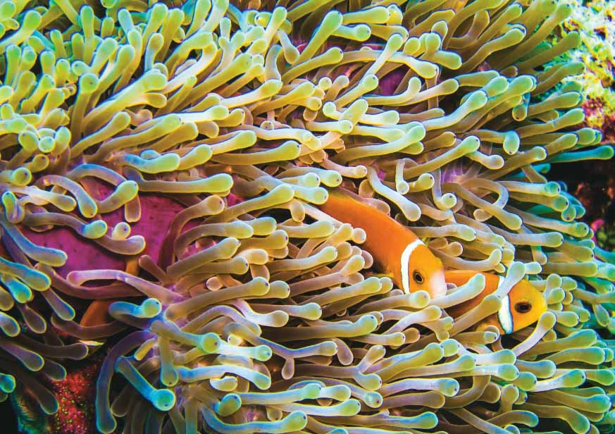 Clownfish in house reef of Constance Moofushi