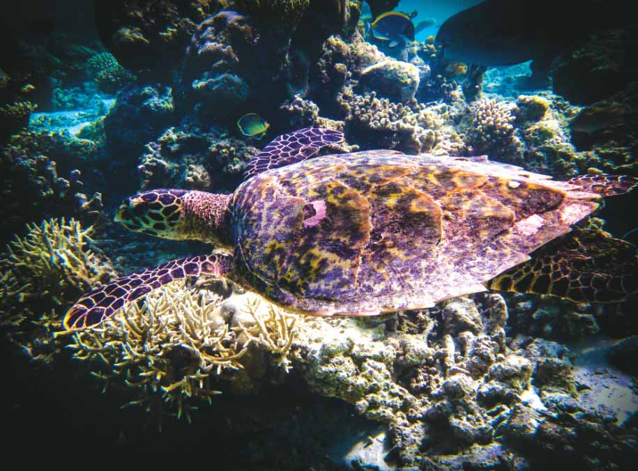 Endangered green turtle